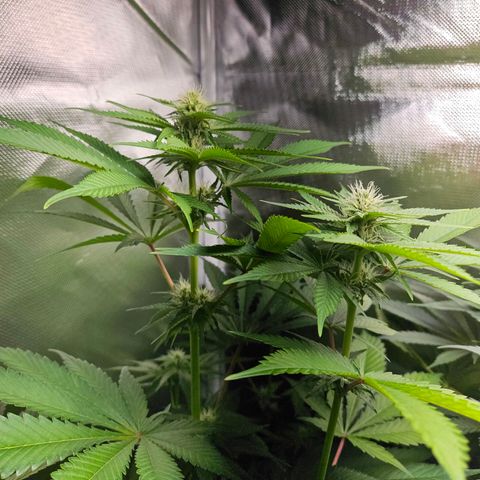 Banana growlog timeline photo