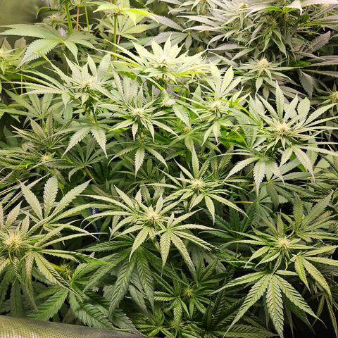 White Choco Haze growlog timeline photo