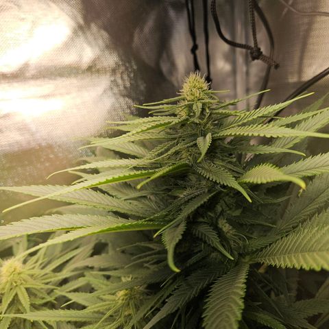 Kalini Asia growlog timeline photo