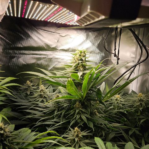 Kalini Asia growlog timeline photo