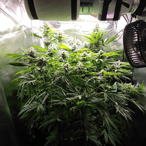 White Choco Haze growlog timeline photo