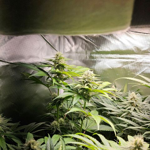 Banana growlog timeline photo