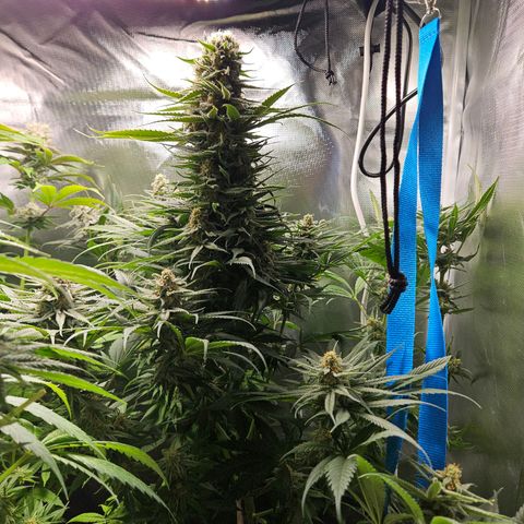 Kalini Asia growlog photo: Budzilla