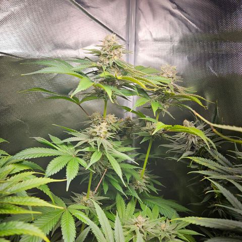 Banana growlog timeline photo