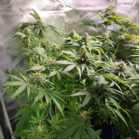 White Choco Haze growlog timeline photo