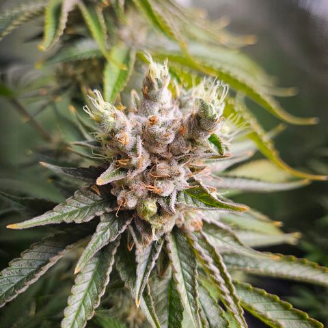 Banana growlog timeline photo