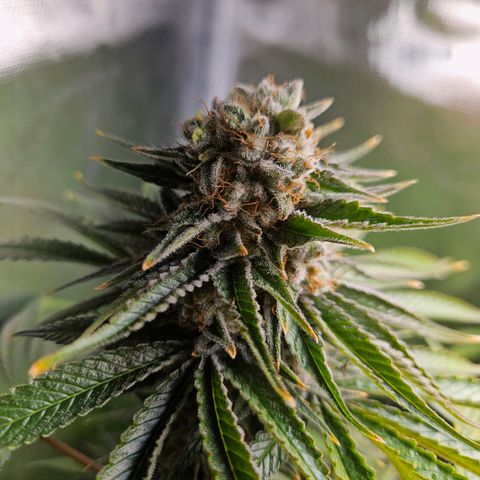 Banana growlog timeline photo