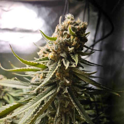Kalini Asia growlog timeline photo