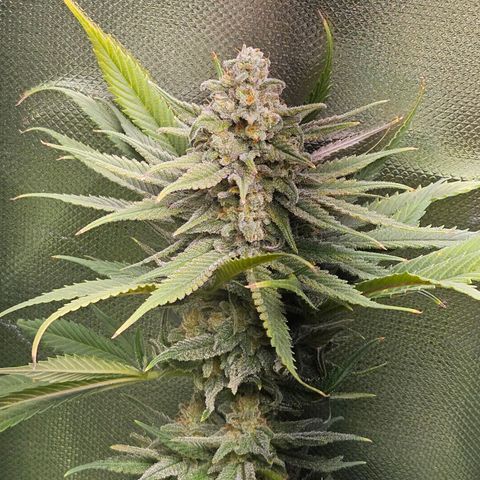 Kalini Asia growlog timeline photo