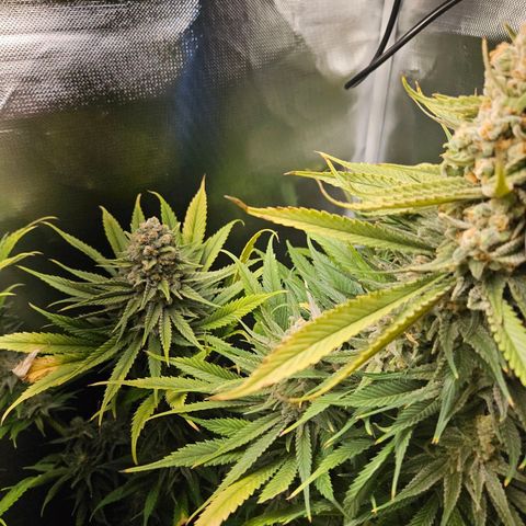 Kalini Asia growlog timeline photo