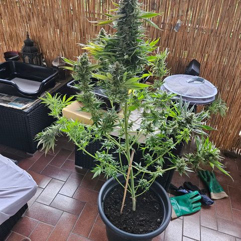 Kalini Asia growlog timeline photo