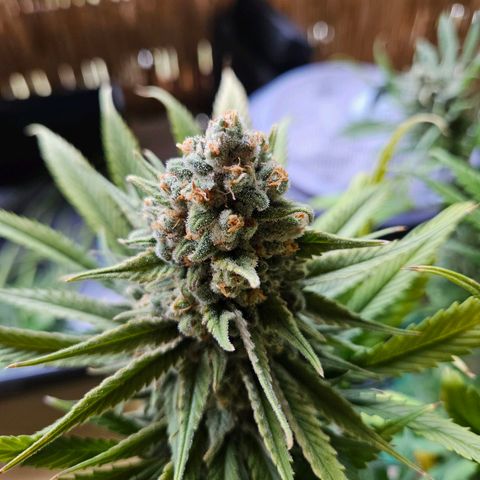 Kalini Asia growlog timeline photo
