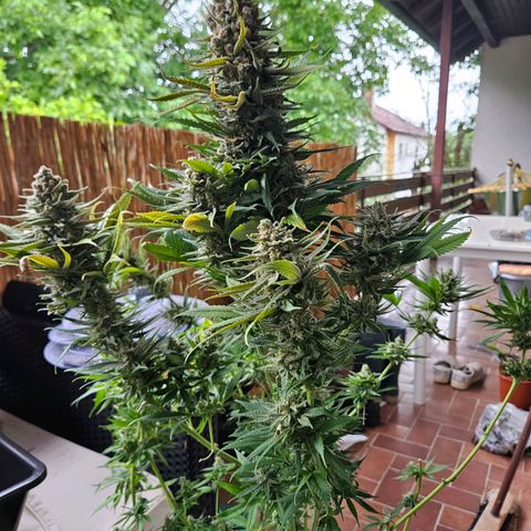 Kalini Asia growlog timeline photo