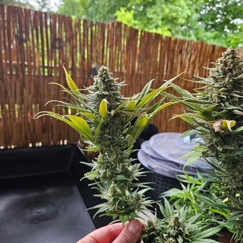 Kalini Asia growlog timeline photo