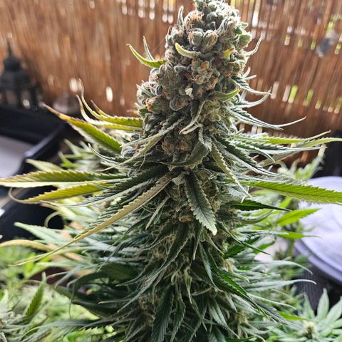 Kalini Asia growlog timeline photo