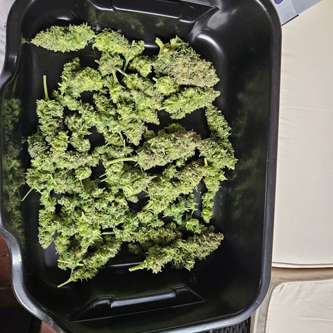 Kalini Asia growlog timeline photo