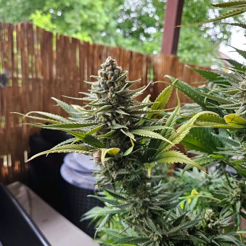 Kalini Asia growlog timeline photo