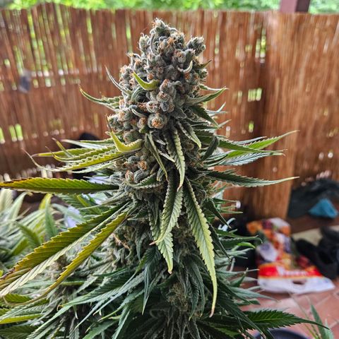 Kalini Asia growlog timeline photo