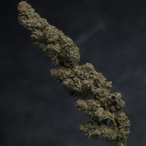 L.A. Kush Cake Auto  growlog timeline photo