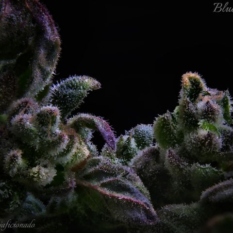 L.A. Kush Cake Auto  growlog timeline photo