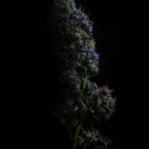 L.A. Kush Cake Auto  growlog timeline photo