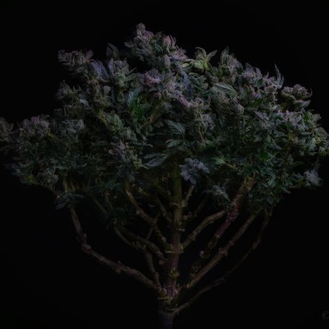 L.A. Kush Cake Auto  growlog timeline photo