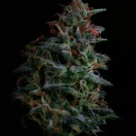 L.A. Kush Cake Auto  growlog timeline photo