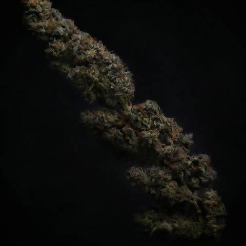 L.A. Kush Cake Auto  growlog timeline photo