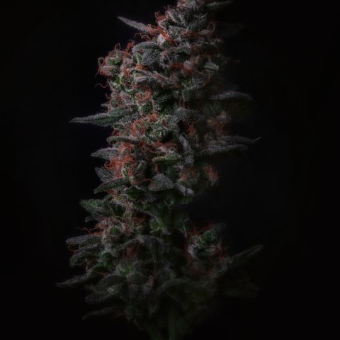 L.A. Kush Cake Auto  growlog timeline photo