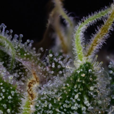 L.A. Kush Cake Auto  growlog timeline photo