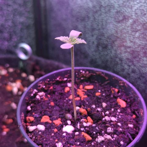 Amnesia Haze (L) growlog timeline photo