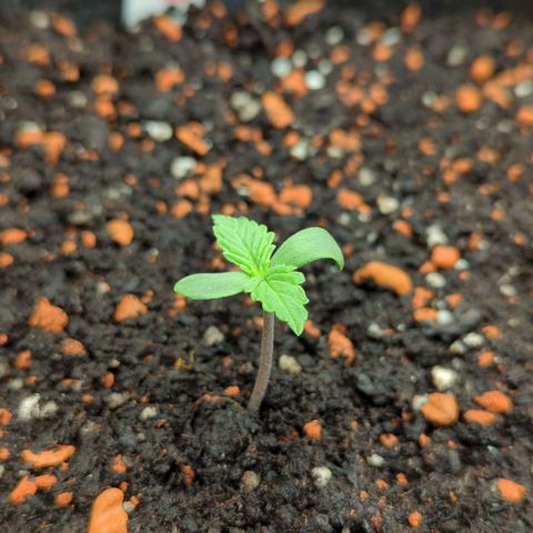 Amnesia Haze (L) growlog timeline photo