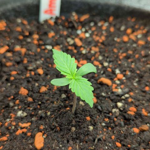 Amnesia Haze (L) growlog timeline photo