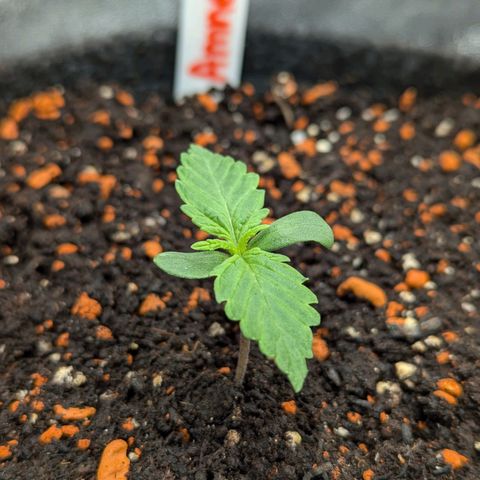 Amnesia Haze (L) growlog timeline photo