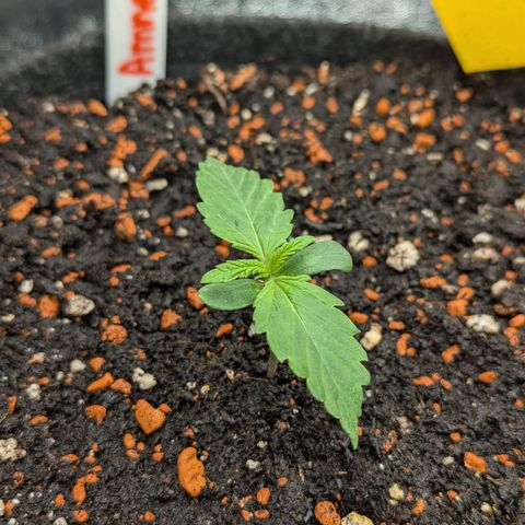 Amnesia Haze (L) growlog timeline photo