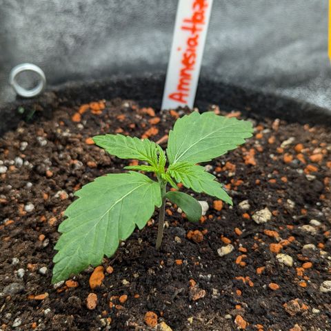 Amnesia Haze (L) growlog timeline photo