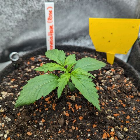 Amnesia Haze (L) growlog timeline photo