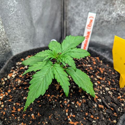 Amnesia Haze (L) growlog timeline photo