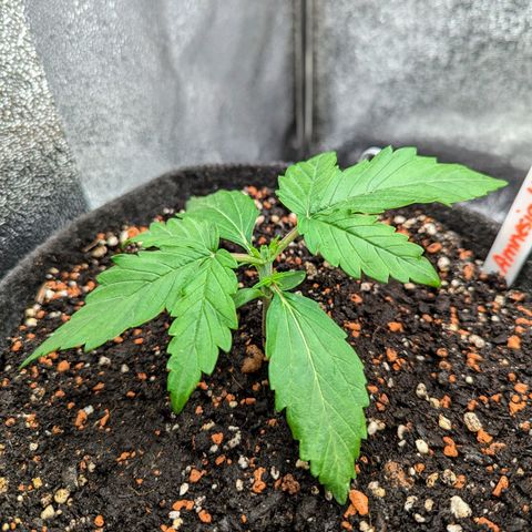 Amnesia Haze (L) growlog timeline photo