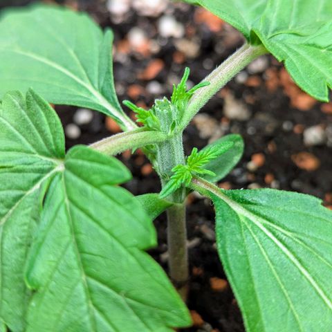 Amnesia Haze (L) growlog timeline photo
