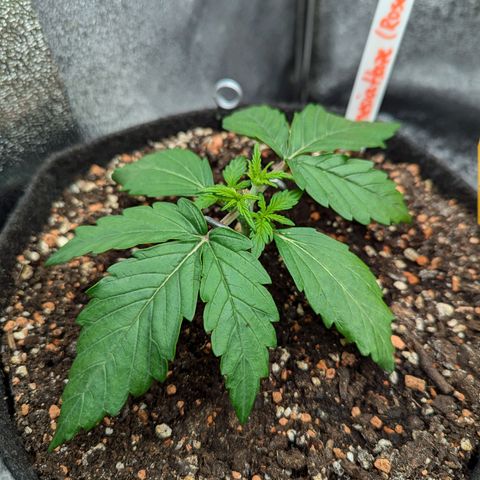 Amnesia Haze (L) growlog timeline photo
