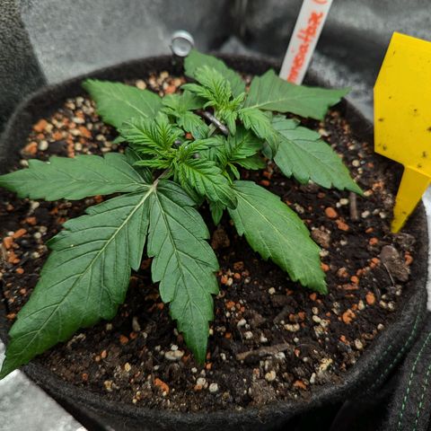 Amnesia Haze (L) growlog timeline photo