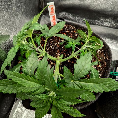 Amnesia Haze (L) growlog timeline photo