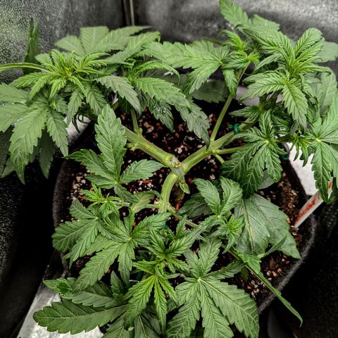 Amnesia Haze (L) growlog timeline photo