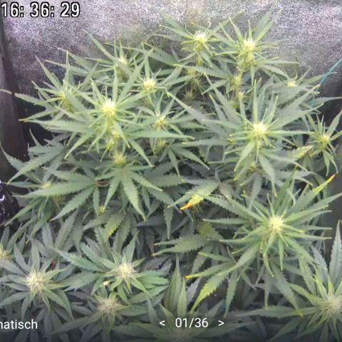 Amnesia Haze (L) growlog timeline photo