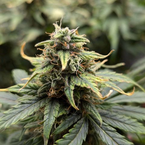 Amnesia Haze (L) growlog timeline photo