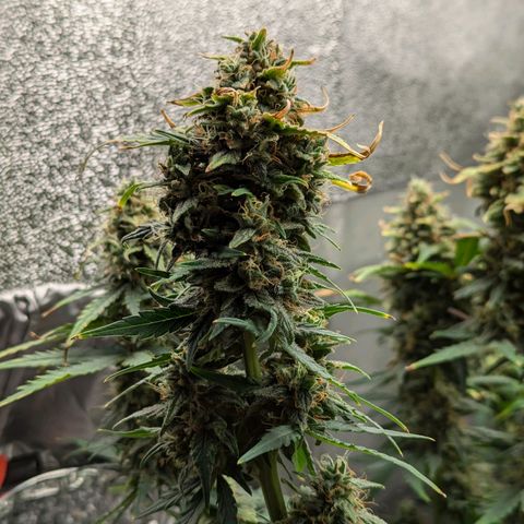 Amnesia Haze (L) growlog timeline photo