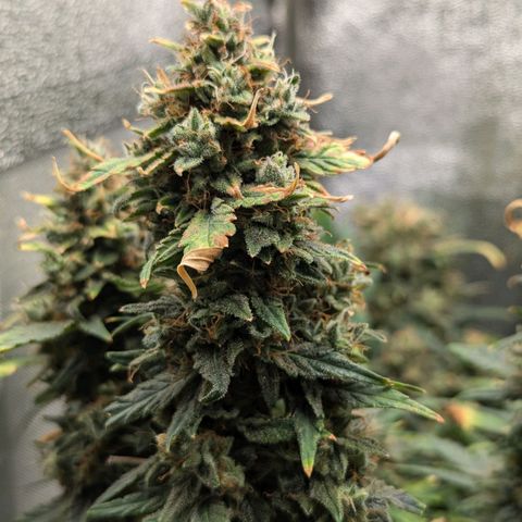 Amnesia Haze (L) growlog timeline photo
