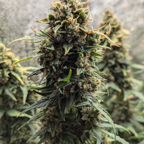 Amnesia Haze (L) growlog timeline photo