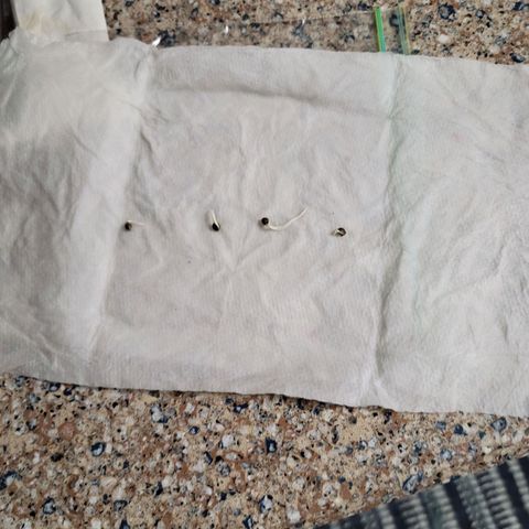 Blue Cheese growlog timeline photo